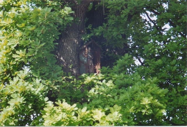 Il capitello di Sant'Antonio tra i rami della quercia.