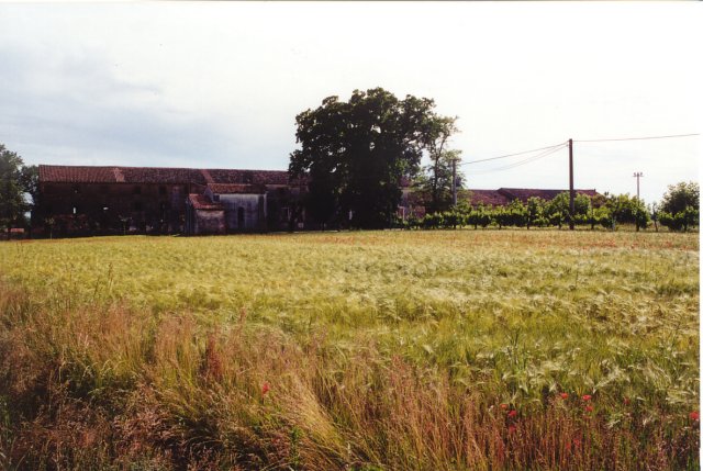 Un'altra veduta del Palazzone e della quercia.
Il Palazzone, la cui struttura pi antica risale al XVI secolo,  la sede dell'azienda agricola Romanin-Jacur.