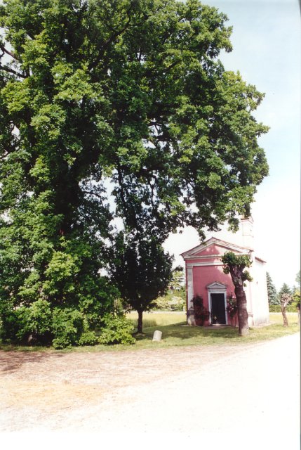 Il famoso oratorio cinquecentesco della Madonna Immacolata, all'ombra della quercia centenaria; fra i rami di essa  collocato un capitello rustico dedicato a S. Antonio.