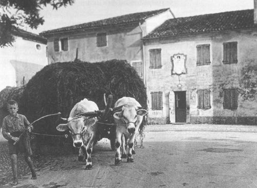 The rural life in Riese. On the background Pio X's birth house.