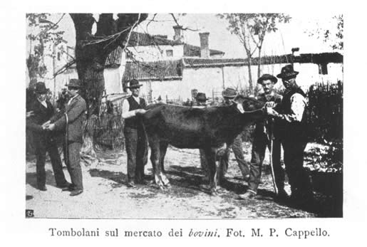 Tombolani sul mercato dei bovini. Fot. M. P. Cappello
